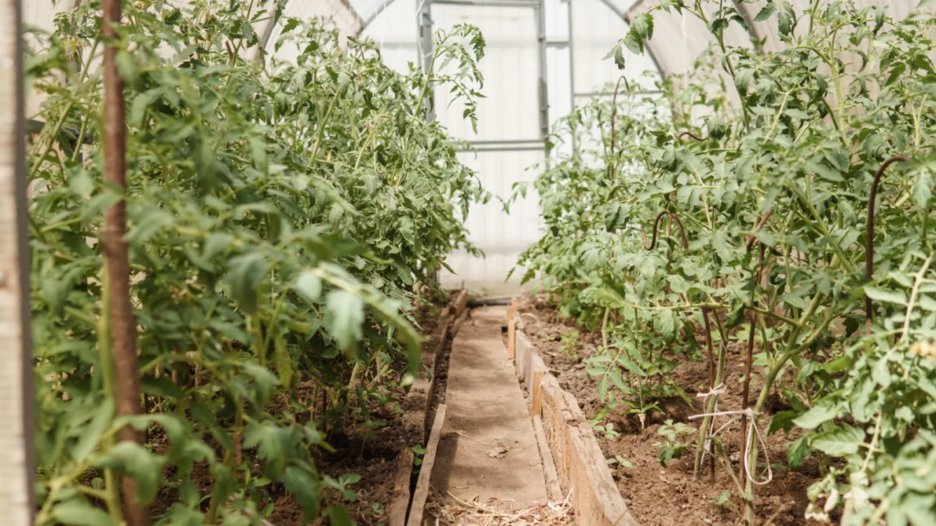 geothermal greenhouse