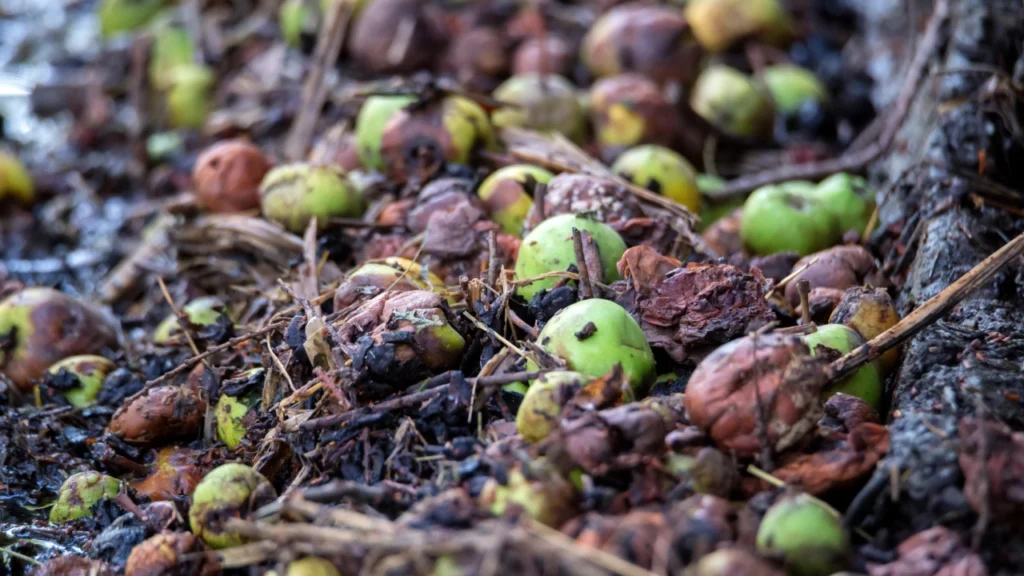 Rotten Egg Smell in Compost