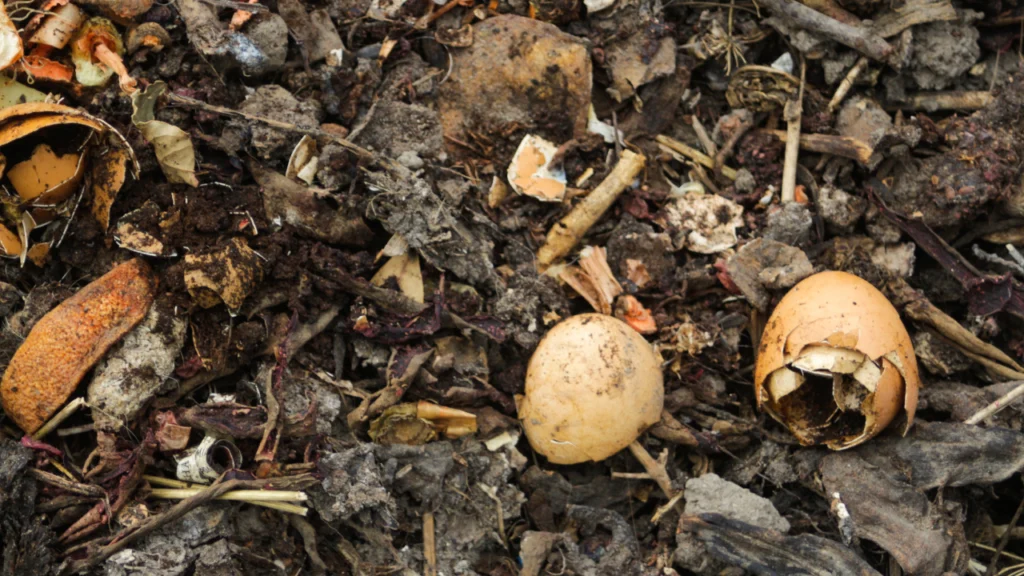 Compost Pile Insects Management